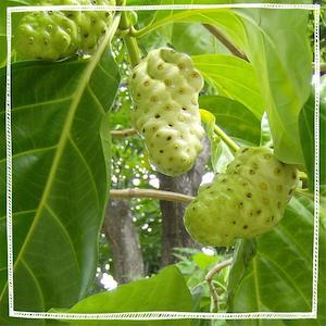 Tea manufacturing: Noni (Morinda citrifolia)