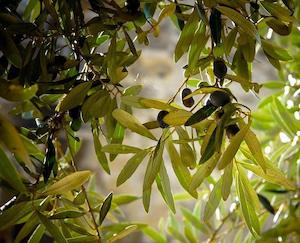 Olive Leaf (Olea europaea)