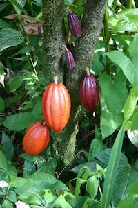 Cocoa Bean (Theobroma cacao)