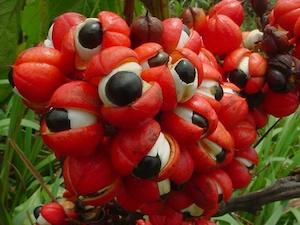 Tea manufacturing: Guarana Seed Powder (Paullinia cupana)