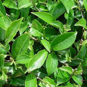 Guayusa (Ilex guayusa)