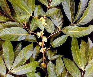 Tea manufacturing: Muira Puama (Ptychopetalum olacoides)