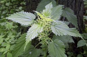 Nettle Organic (Urtica dioica)