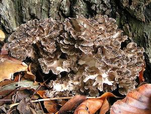 Maitake Mushroom (Grifola frondosa) Extract