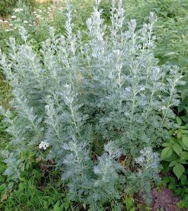 Wormwood (Artemisia absinthium)