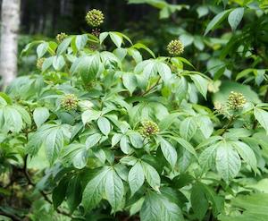 Siberian Ginseng Extract (Eleutherococcus senticosus)