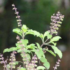 Tulsi / Holy Basil (Organic)