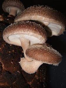 Shiitake (Lentinus edodes) Organic Mushroom Extract