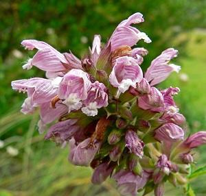 Balm of Gilead (Cedronella canariensis/triphylla) Plants, Cuttings & Seeds