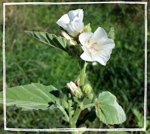 Marshmallow Root Powder Organic (Althaea officinalis)