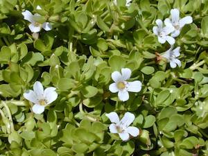 Brahmi (Bacopa monnieri) Organic Herb