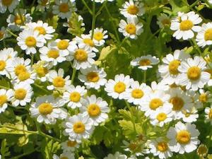 Feverfew (Chrysanthemum parthenium) Organic