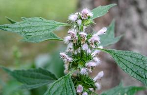 Tea manufacturing: Motherwort (Leonurus cardiaca) Plants and Seeds