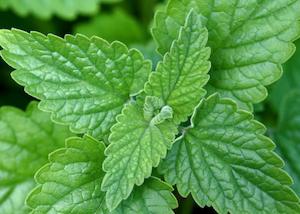 Catnip (Nepeta cataria) Organic