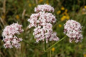 Valerian Root (Valeriana officinalis)