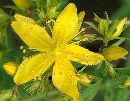 St John’s Wort (Hypericum perforatum)