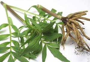 Valerian Root Extract (Valeriana officinalis) 0.8% Valerenic Acid