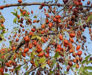 Chinese Date / Jujube (Ziziphus jujuba)