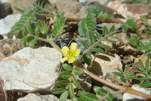 Tribulus Fruit Powder