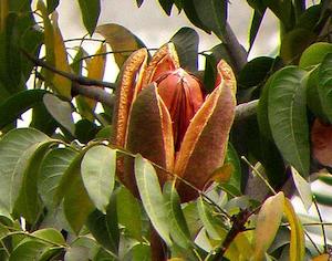 Sky Fruit (Swietenia macrophylla)