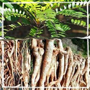 Tongkat Ali (Eurycoma longifolia) Root Powder