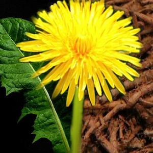 Tea manufacturing: Dandelion Extract