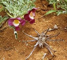 Devil’s Claw Root Powder