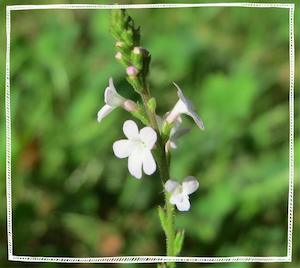 Vervain (Verbena officinalis)