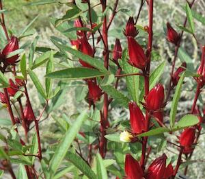 Hibiscus / Roselle (Hibiscus sabdariffa) Seeds