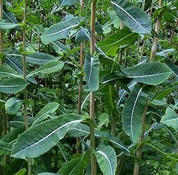 Wild Lettuce (Lactuca virosa) Young Plants & Seeds