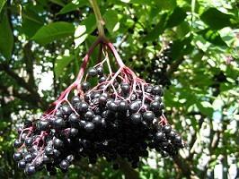 Elderberry (Sambucus nigra) Trees & Seeds