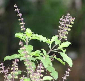 Holy Basil (Ocimum sanctum/tenuiflorum) Young Plants & Seeds