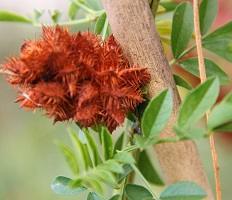 Licorice (Glycyrrhiza glabra) Young Plants & Seeds