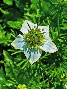 Black Cumin (Nigella sativa) Young Plants & Seeds