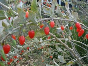 Goji Berry (Lycium barbarum) Young Plants & Seeds