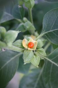 Tea manufacturing: Ashwagandha Young Plants & Seeds (Withania somnifera)