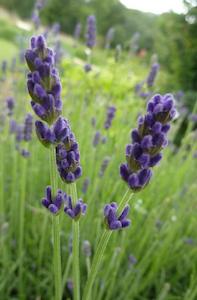 English Lavender (Lavandula angustifolia) Young Plants & Seeds