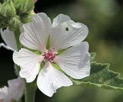 Marshmallow (Althaea officinalis) Young Plants & Seeds