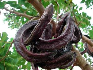 Carob (Ceratonia siliqua) Seeds