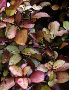 Horopito (Pseudowintera colorata) Seeds