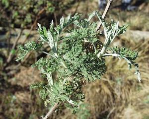 African Wormwood (Artemisia afra)