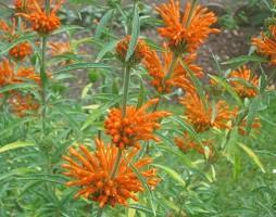 Wild Dagga / Lion’s Tail (Leonotis leonurus) Young Plants and Seeds