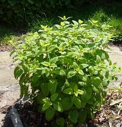 Lemon Balm (Melissa officinalis) Plants & Seeds