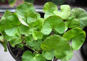 Gotu Kola (Centella asiatica) Young Plants