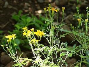 Tagetes lucida / Mexican Tarragon, Young Plants & Seeds