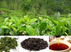 Green / Black Tea (Camellia sinensis) Young Trees, Cuttings & Seeds