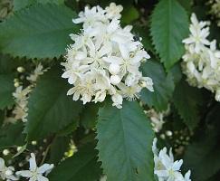 Houhere / Lacebark (Hoheria populnea) Young Trees & Seeds