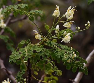 Moringa (Moringa oleifera) Young Plants & Seeds