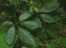 Tea manufacturing: Jiaogulan Plants, Cuttings & Seeds