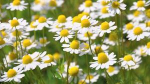 Chamomile (Matricaria chamomilla) Young Plants & Seeds